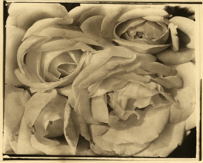 Tina Modotti, Rosas, 1924. Colección y Archivo de Fundación Televisa