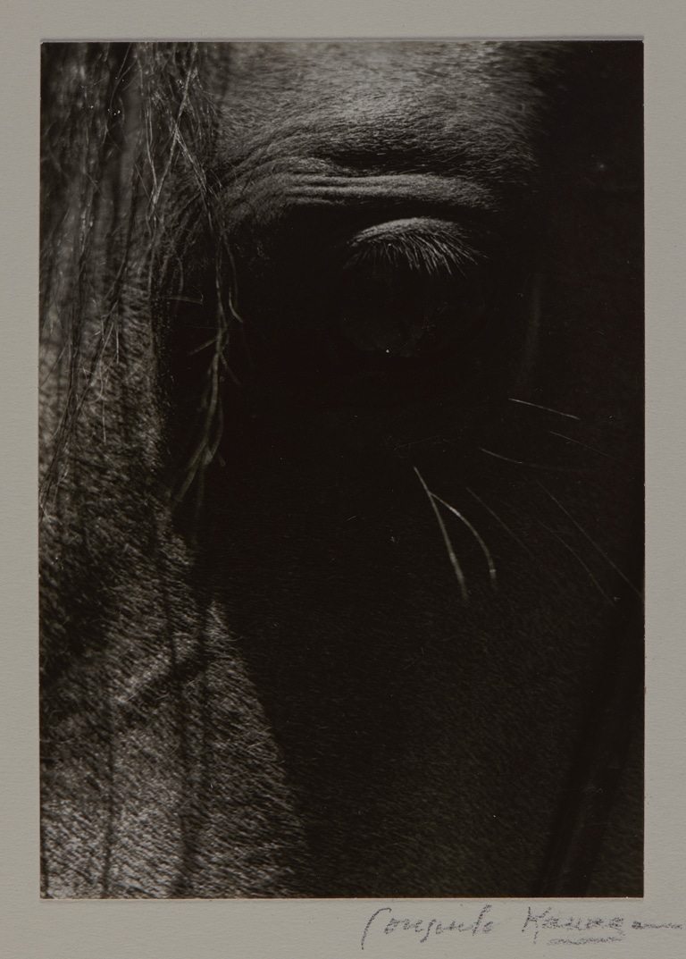 Consuelo Kanaga, Horse’s Eye, 1930s. Brooklyn Museum, gift of Wallace B. Putnam from the Estate of Consuelo Kanaga © Brooklyn Museum