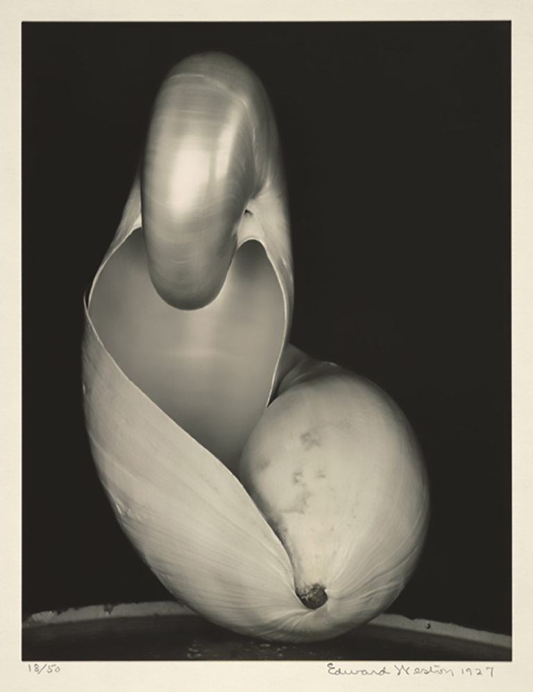 <strong>Edward Weston</strong> Two Shells, 1927 Center for Creative Photography, The University of Arizona. Edward Weston Archive © Center for Creative Photography, Arizona Board of Regents