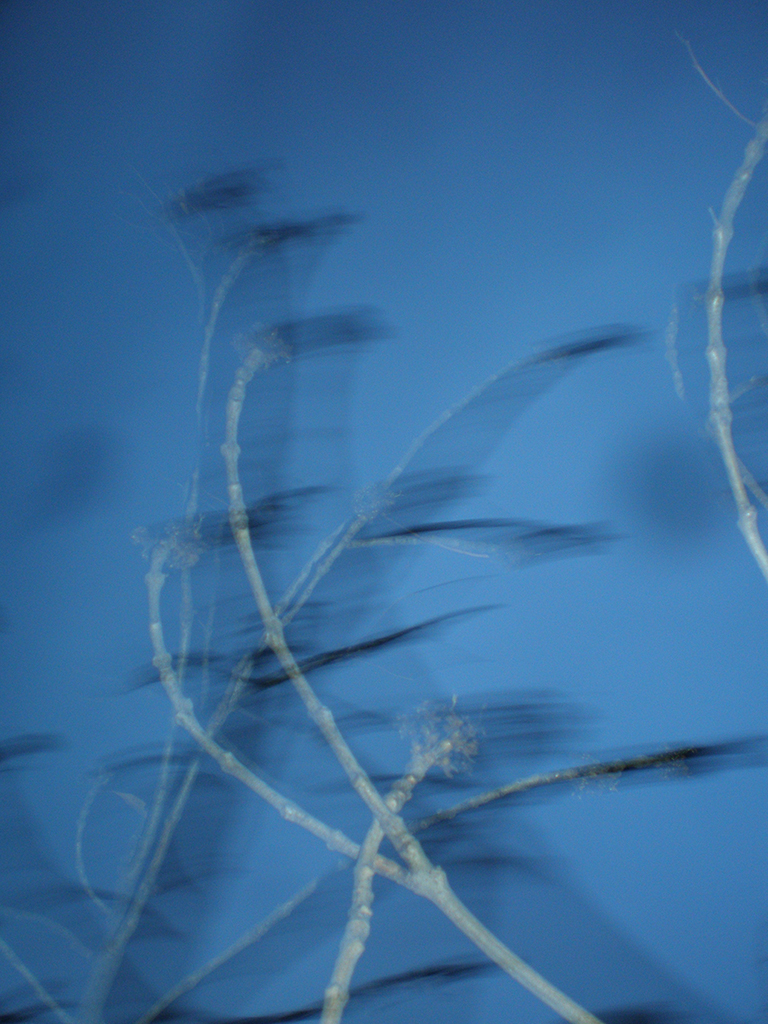 La imagen muestra ramas de árboles o plantas moviéndose por el viento, capturadas con un efecto de desenfoque que transmite la sensación de movimiento. El fondo es de un color azul oscuro, lo que resalta las ramas de tonalidad gris y blanca, mientras que el contraste crea un ambiente nocturno y etéreo.